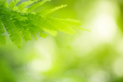 Close-up of fresh green leaves