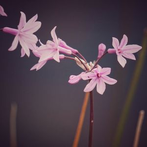 Close-up of pink cherry blossoms