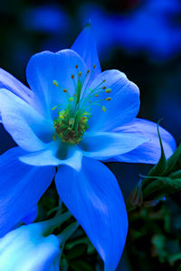 Close-up of purple blue flower