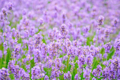 Lavender flower on the field. close up of lavender flower over blurred background. soft focus 