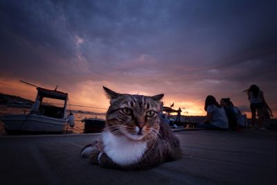 Portrait of cat sitting against sky during sunset