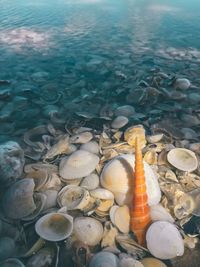 High angle view of shells on shore