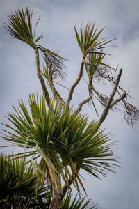 Low angle view of palm tree against sky