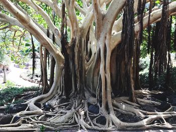 Trees in forest