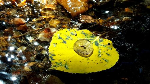 Close-up of yellow flower