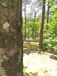 Trees growing in forest