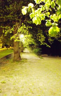 Footpath amidst trees