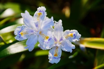 Close-up of purple flowering plant