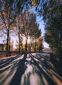 Trees on field