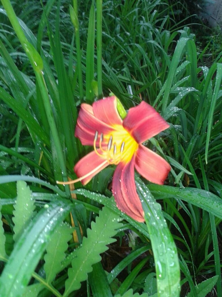 flower, petal, freshness, growth, fragility, grass, flower head, beauty in nature, green color, single flower, blooming, field, plant, nature, red, leaf, close-up, in bloom, high angle view, day