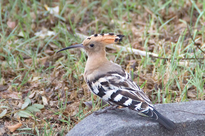 Close-up of bird perching on a field