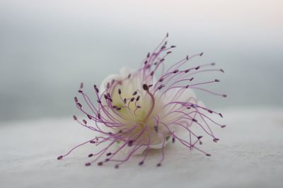 Close-up of pink flower over white background