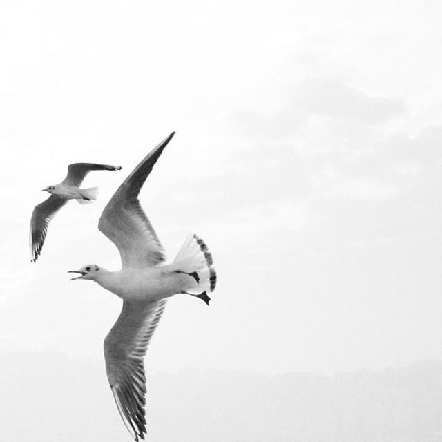 flying, bird, mid-air, spread wings, low angle view, animal themes, wildlife, animals in the wild, sky, freedom, seagull, full length, clear sky, copy space, motion, one person, jumping, nature, one animal, day