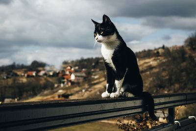 Cat sitting on railing against sky