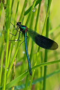 Close-up of insect on grass