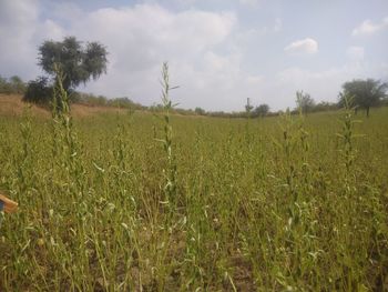 Scenic view of agricultural field against sky