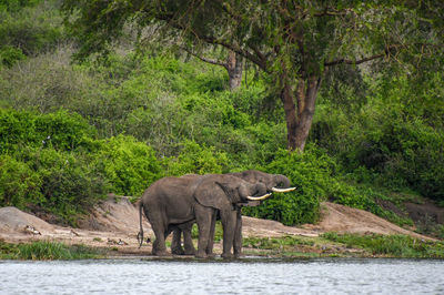 Elephant walking in a forest