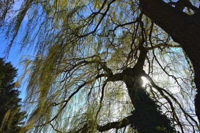 Low angle view of tree in forest