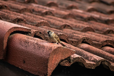 Close-up of bird perching on roof