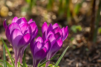 Close-up of purple crocus flowers