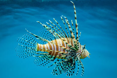 Lion fish portrait 