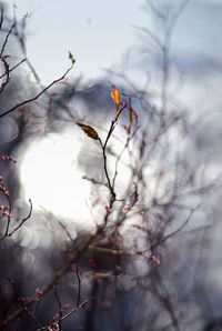 Close-up of flower tree against sky