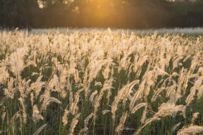 Close-up of wheat field against sky