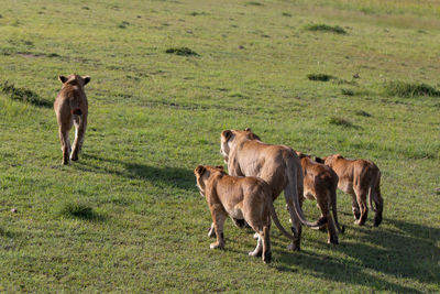 Horses in a field