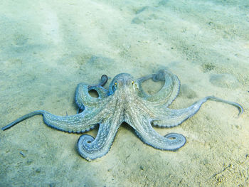 High angle view of octopus on beach