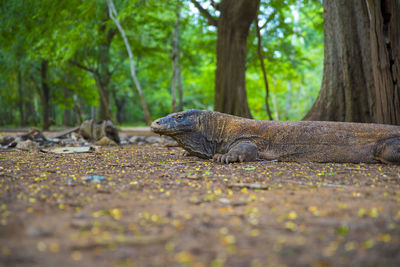 View of lizard on dirt road