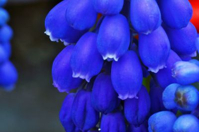 Close-up of purple flowers blooming