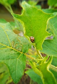 Close-up of insect on plant