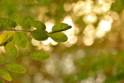 Close-up of leaves against blurred background