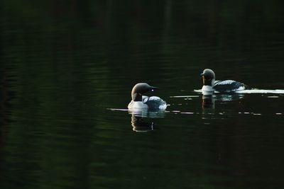 View of swans swimming in lake