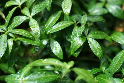 Close-up of wet plant leaves