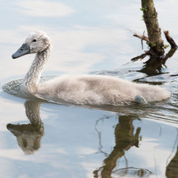 Close-up of cygnet swimming in lake