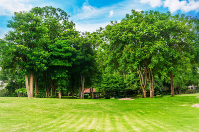 Trees on landscape against sky