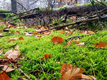 Close-up of hand holding autumn leaves on field