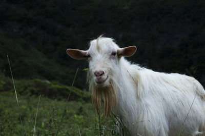 Close-up of white goat