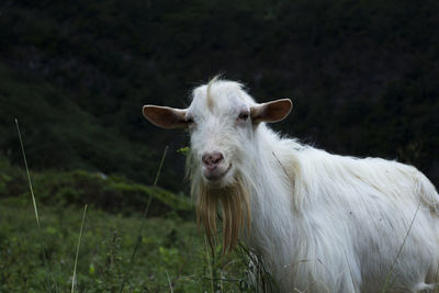 Close-up of white horse