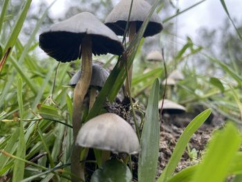 Close-up of mushroom growing on field