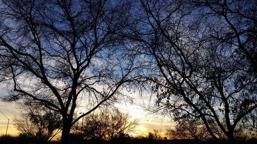 Low angle view of silhouette trees against sky during sunset