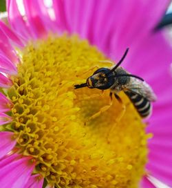 Close-up of bee on pink flower