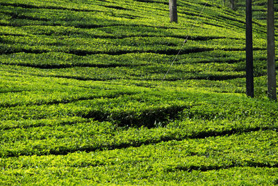Panoramic landscape view of beautiful lush green harvest ready tea fields in coorg, karnataka, india