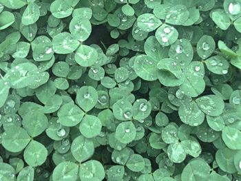 Close-up of water drops on leaves