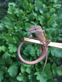 Close-up of a lizard on a plant