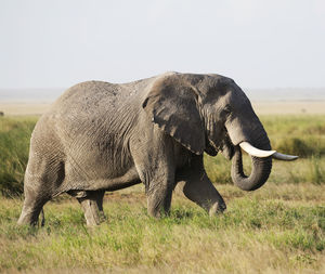 Side view of elephant on field