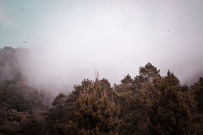 Trees in forest against sky