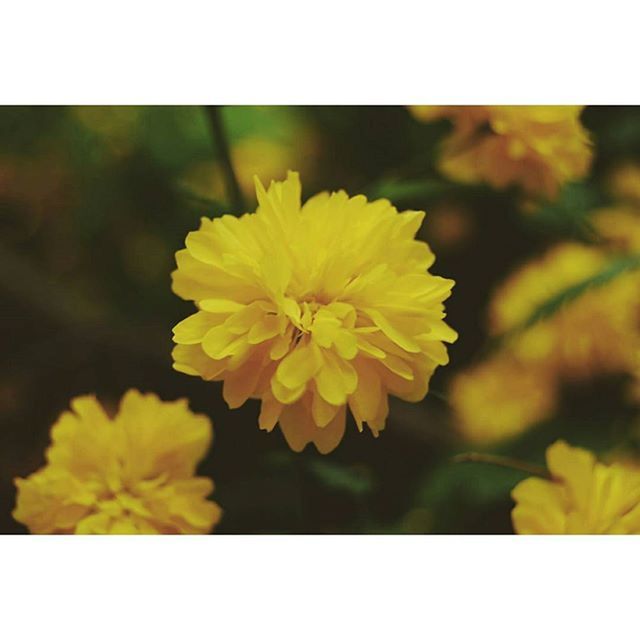 flower, transfer print, yellow, freshness, petal, fragility, flower head, growth, close-up, beauty in nature, auto post production filter, focus on foreground, nature, blooming, single flower, plant, in bloom, selective focus, blossom, outdoors