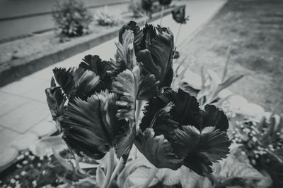 High angle view of flowering plant